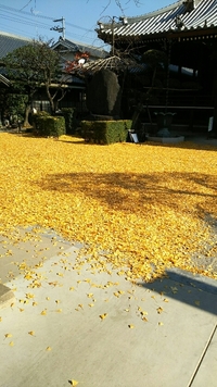 イチョウ